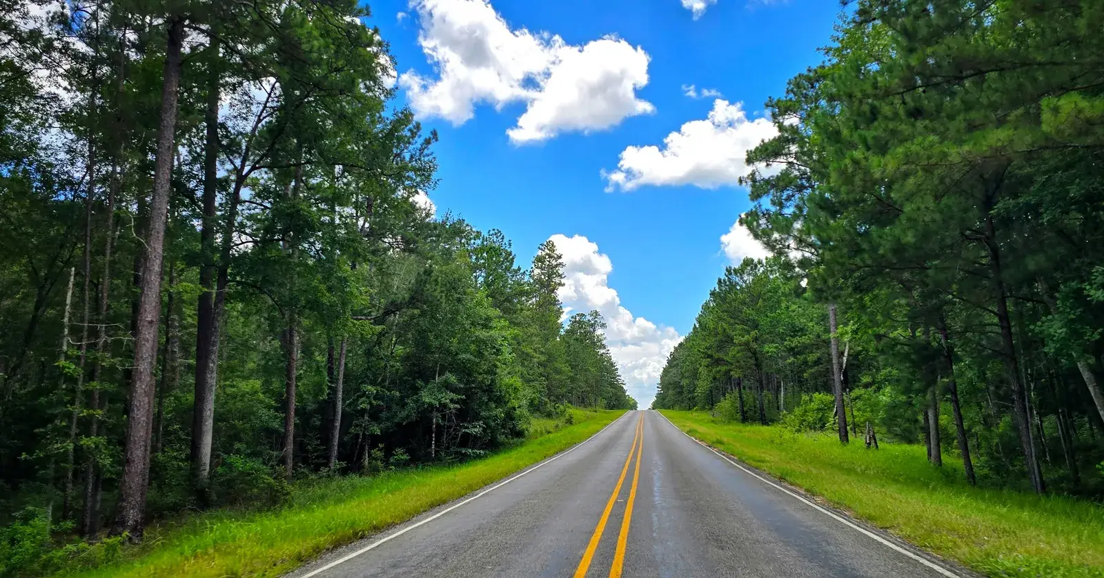 Paved road through a South Mississippi pine forest